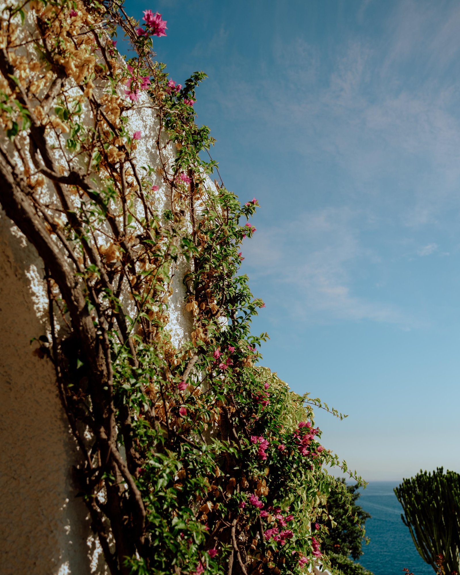 L'Aleanto - Bouganville