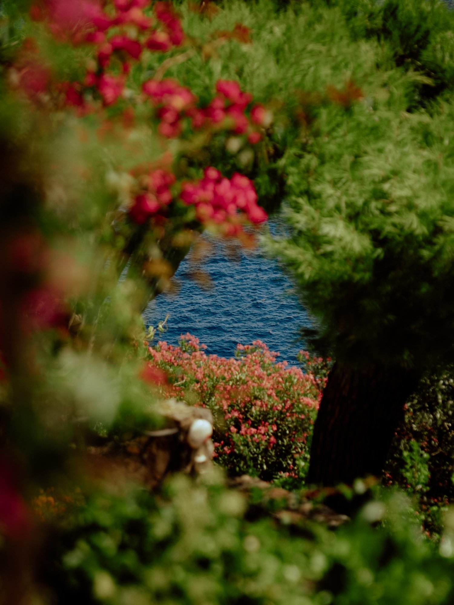 L'Aleanto - Giardino